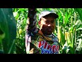 Dating Rice Farmer Kumikita ngayon ng 200k sa 1 Hektar Sweetcorn Farming