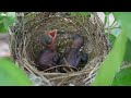 Natural Bird Sounds For Relaxation | The world's most amazing birds | Reduce stress | Relaxing music