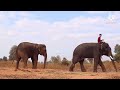ต้นอ้อ คิดถึง…พี่ภูทราย จะเป็นอย่างไร⁉️Breeding of Elephants