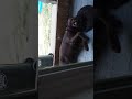 Vicious dog beats up on puppy