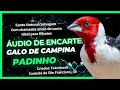 Áudio de Encarte com Canto para Ensinar Galo de Campina