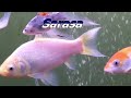 Top Goldfish Varieties/ best fancy gold fish species rare and common / everything about goldfish
