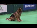 Obedience Dog Championships - Day 3 - Crufts 2013 (Jenny Gould & Zakanja Bitter 'N' Twisted)