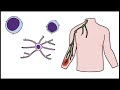 Understanding the Immune System in One Video