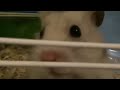 Possum Video