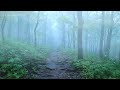 [Try Listening In 3 Minutes] To Sleep Instantly With Heavy Rain On A Forest & Strong Thunder Sounds