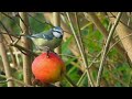 Relax with the sights and sounds of nature | Garden birds | blue tit bird feeding and singing |