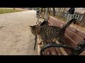 Stray cat asking for affection in a cute way