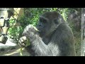 Silverback pursues son gorilla who acts unpredictably. Momotaro and Gentaro｜Momotaro family