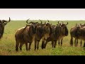 Wildlife Laws: Only the Fastest Will Survive | Free Documentary Nature