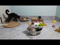 The FUNNIEST Dogs and Cats Shorts Ever😿🐶You Laugh You Lose😻🐈