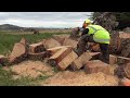 Stihl MS 881 and 066 Eat Old Man Pine Part 2