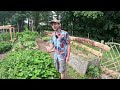 Des Tomates de 2m en Juin ! 🌱🍅 Tour de Mon Jardin en Permaculture