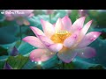 Moment of Serenity | Stress Relief and Deep Relaxation BGM | Buddha Music, Meditation, Zen