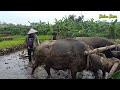 KERBAU BAJAK SAWAH PETANI TRADISIONAL MEMBAJAK SAWAH PAKAI KERBAU#sawah #suasanapedesaan #kerbau