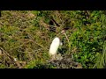 Great White Heron and Babies Nesting Anhinga