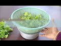 Grow Coriander at home in water; Dhaniya उगाने का सबसे आसान तरीका : Coriander in hydroponic system