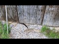 North Carolina timber rattlesnake