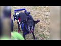 Dogs in Large Walkin' Wheels Wheelchair!