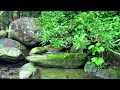 Babbling Brook, Birds Chirping, Relaxing Water Sounds, Forget Stress and Relax, 10 Hours of Relaxing