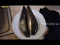 Memancing // ikan gabus dan ikan kesung di Kalimantan