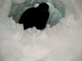 Bunny snow cave