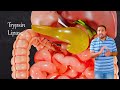 कैसे पचता है भोजन पेट में? How digestive system works Class 10 NEET JEE BOARD
