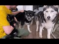 How Cats and Dogs React to Catnip! Husky and Cat Friendship