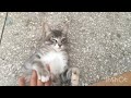 Abandoned kitten grows up | Family Cats