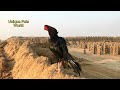 Aseel Roosters Crowing Slowmo / aseel murga ki awaaz / seval sound / Rooster Crowing Sounds Effect