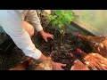 Permaculture Planting in the Chicken Yard - Integrating more layers and complexity!