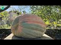 How farmers grow and harvest rice on terraced fields-The scenery is beautiful-Agricultural documen