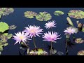 Beautiful Ambient & Calm Relaxation Meditation Music | Photo Mix