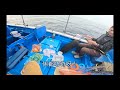 傳說用細魚釣組，就會有大魚食餌｜望見條魚，笑了｜香港釣魚#啊濤 #fishing