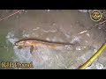 AMBIL BELUT VS IKAN || RJP Channel