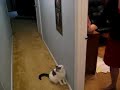 Crazy Jumping Cat