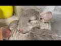 Chinchillas: The Cutest Animals on Earth