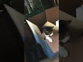 Kitty loves boxes