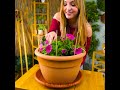 Plant Care Secrets: Grow Your Plants Better with These Genius Hacks