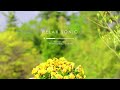 【Yellow Garden】by Shima（作曲・演奏）★カフェタイム・ お昼寝・睡眠・リビングBGM