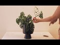My Peaceful Houseplant Tour (30+ Plants) | Top 11 Container Gardening Tips!