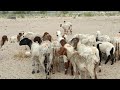 Sheep🐑 Crowd |Sheep full enjoy| white and black face sheep meeting desert animals sheep drink water