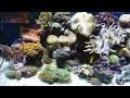 75 GALLON REEF TANK SOFT CORAL