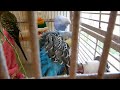 Cute Pet Budgies Chirping, 3.5 Hr Nature Parakeets Bird Sound to Reduce Stress