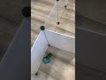 New pet hamster does a maze