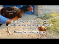 Aseel Breeding Pair Rooster and Hen | How do asil chickens meet | Aseel murga murgi | Unique Pets