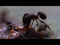 Pheidole ants eating a roach carcass