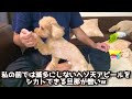 撫で撫でとヘソ天を唸りながらしている犬と旦那の矛盾な言動が面白いw【トイプードル】