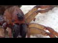 Arachnid Photographed With Aphididae Baby Mama