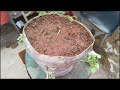 ||how to grow tomatoes|| మా ఇంటి మిద్దె మీద ఏమి పెంచిన టమాటో ముక్కలు||a small vlog||episode-78||